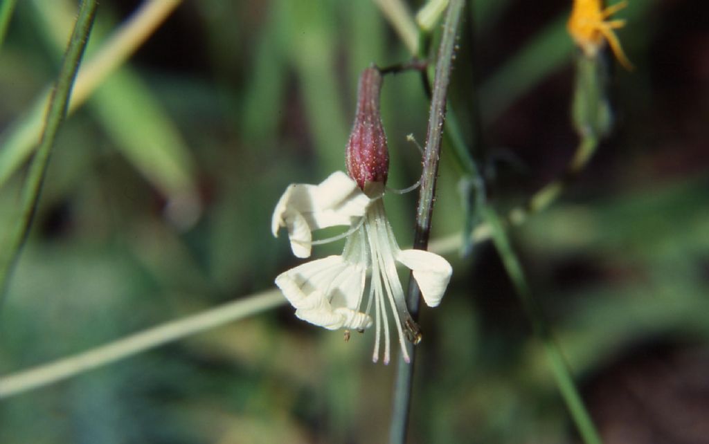 Silene sp.